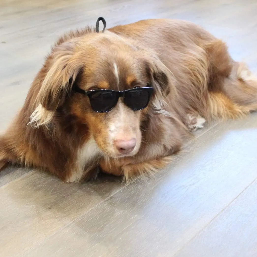 G006 Dog Pet 80s Costume Sunglasses Prop Photoshoot Medium Breeds 20-40 lbs (2-Pack Black Pink-Pink Mirror)