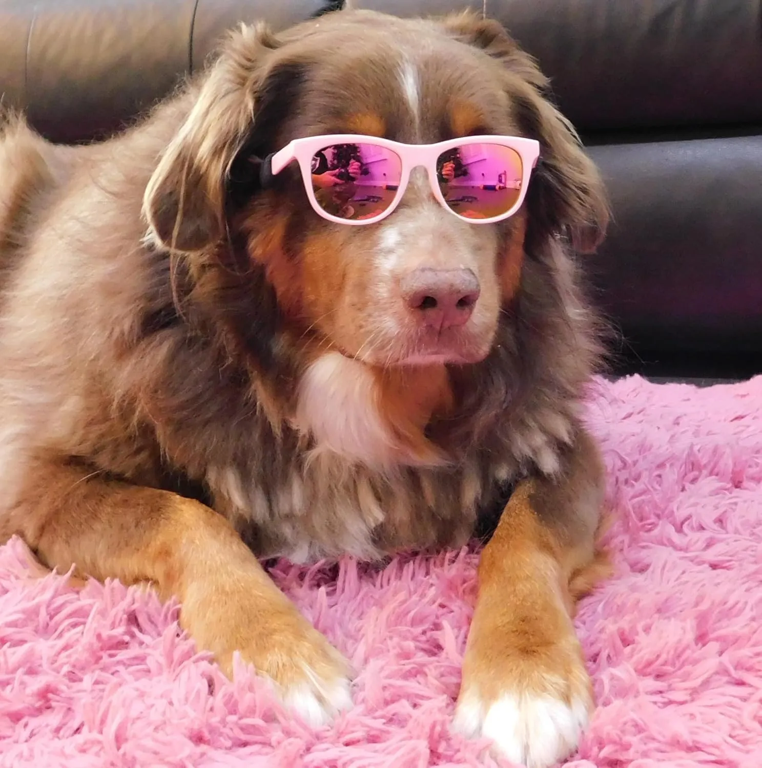 G006 Dog Pet 80s Costume Sunglasses Prop Photoshoot Medium Breeds 20-40 lbs (2-Pack Black Pink-Pink Mirror)