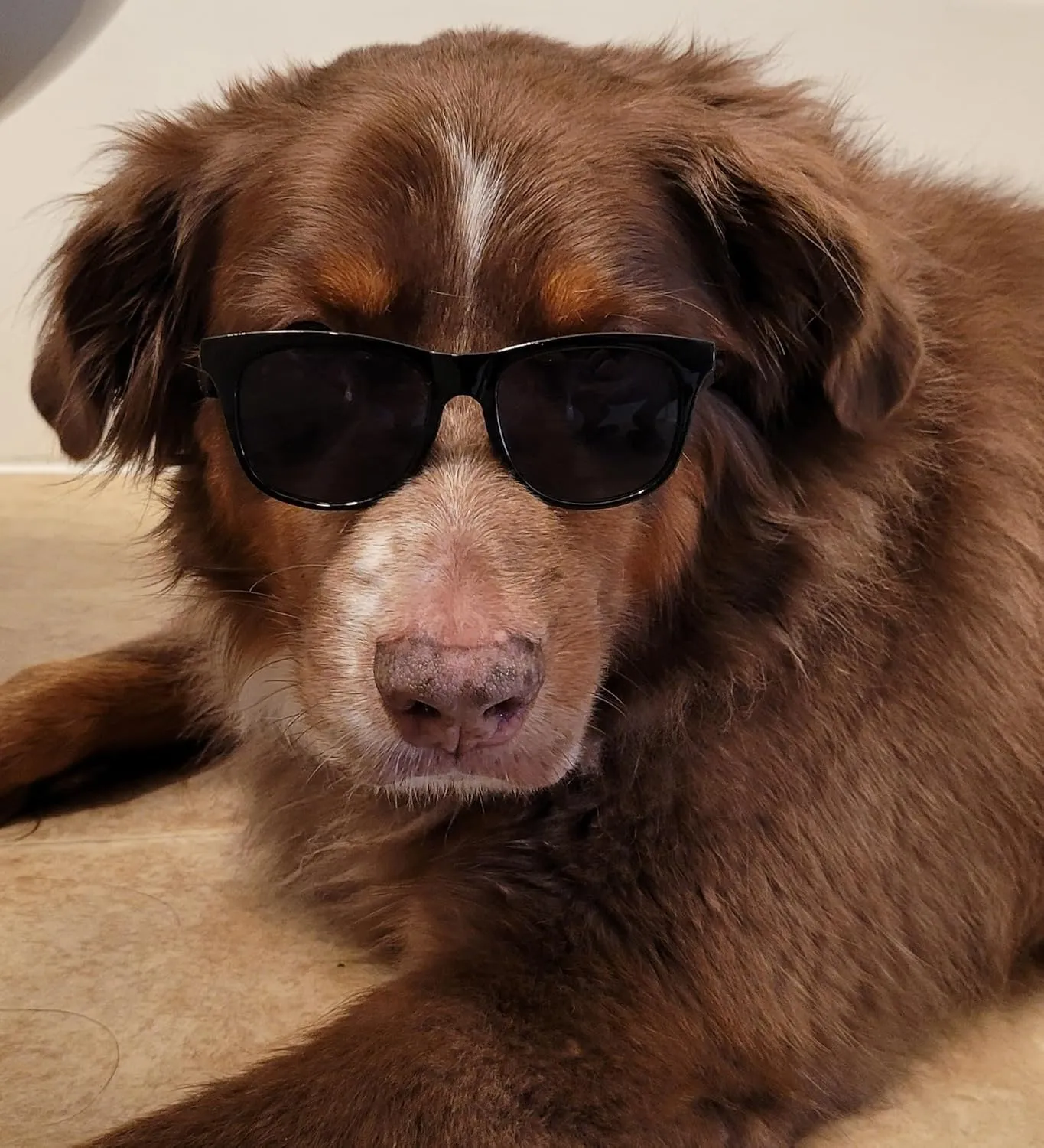 G006 Dog Pet 80s Costume Sunglasses Prop Photoshoot Medium Breeds 20-40 lbs (2-Pack Black Pink-Pink Mirror)