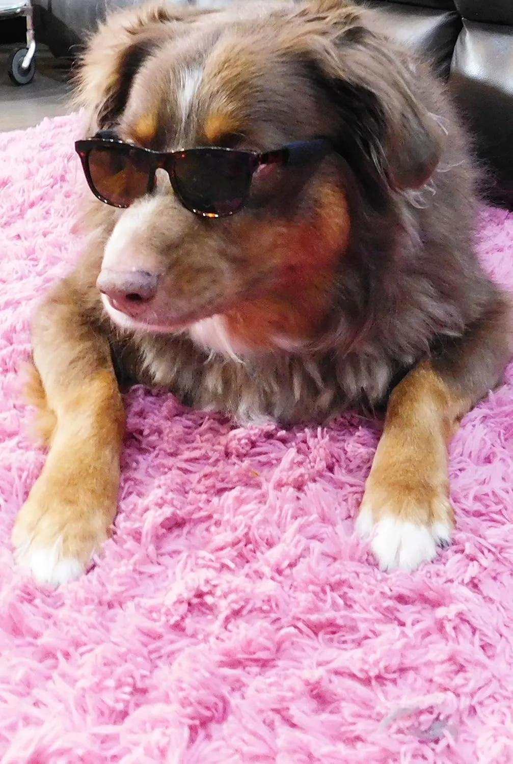 G006 Dog Pet 80s Costume Sunglasses Prop Photoshoot Medium Breeds 20-40 lbs (2-Pack Black Tortoise Brown)